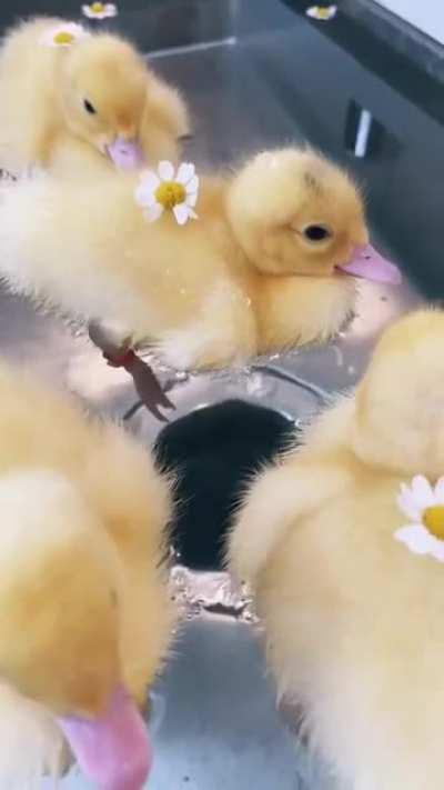SadIStIc cOoK soAks LIvE DucKlINgS In HerbAL SEAsoNiNGs