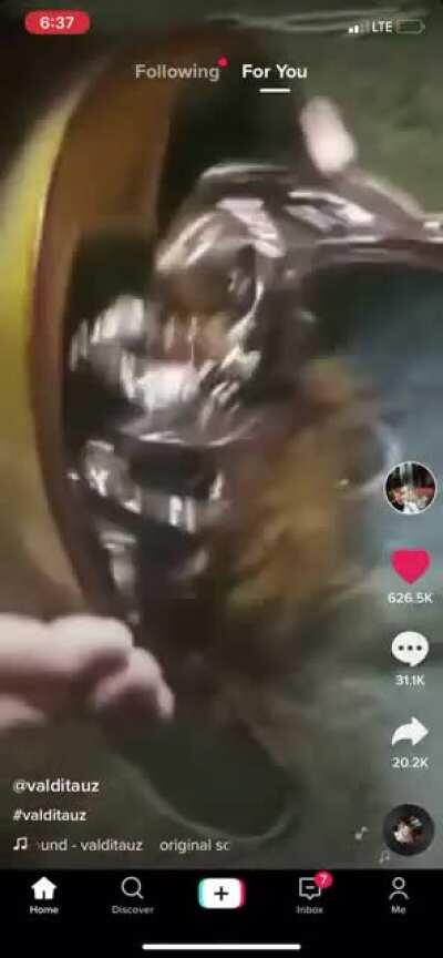 Thanks, I hate turtle roach