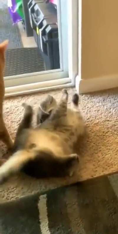 Cat gets freaked out by spaghetti