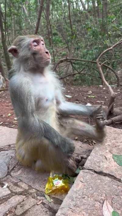 Beware the fury of a patient monki