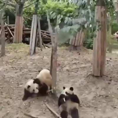 Reason why panda 🐼 population is not growing