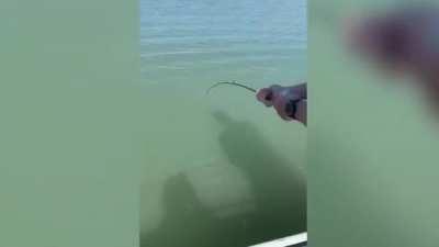 Ah, yes, the standard Australian trout. Quite a sight to behold.