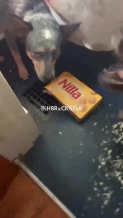 That's legit the dog's voice