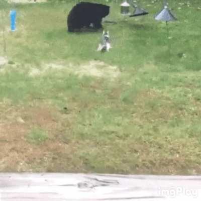 Bear, I'm gonna totally fuck you up if you don't get the fuck outta my yard!