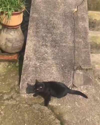 This cat is living its best life