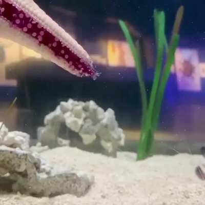 The way this starfish moves