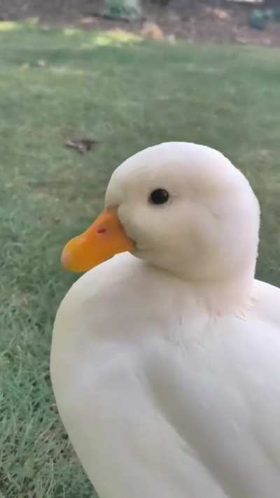 Dash gives you a little kiss.