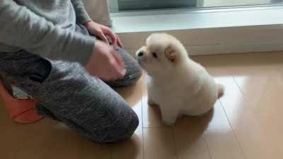 Butter learned her first trick