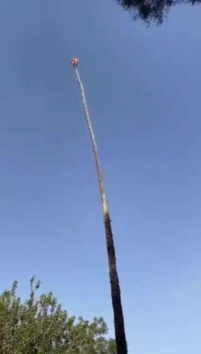 He really springs back