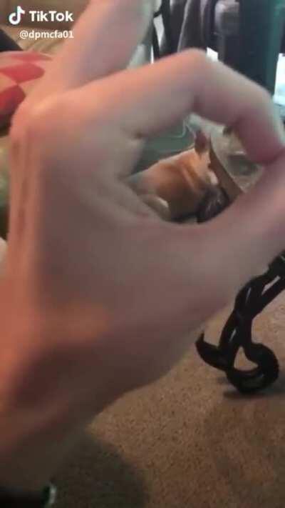 Don&rsquo;t mess with Sammy