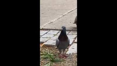 These techno pigeons