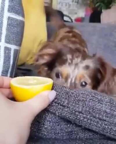 𝘿𝙤𝙂 𝙂𝙤𝙀𝙨 𝘾𝙞𝙇𝙞𝙣𝙄𝙘𝘼𝙡𝙇𝙮 𝙄𝙣𝙎𝙖𝙉𝙚 𝙖𝙁𝙩𝙀𝙧 𝙃𝙪𝙈𝙖𝙉 𝙛𝙀𝙚𝘿𝙨 𝙞𝙏 𝙖 𝙔𝙚𝙇𝙡𝙊𝙬 𝘿𝙚𝙈𝙤𝙉 𝙛𝙍𝙪𝙄𝙩