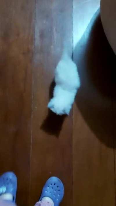 Help I am being chased by a smol fluffbutt!