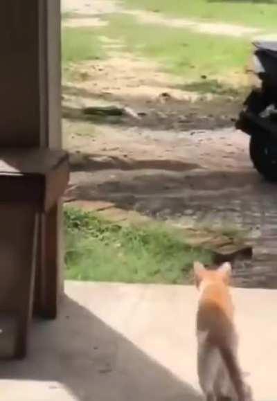 CAT : What the heck is that log moving?