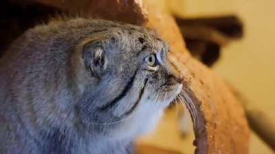 What a Pallas Cat sounds like