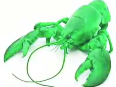 My collection of rare fish