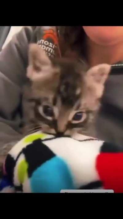 Chain of violence repetition wunk 😔💔