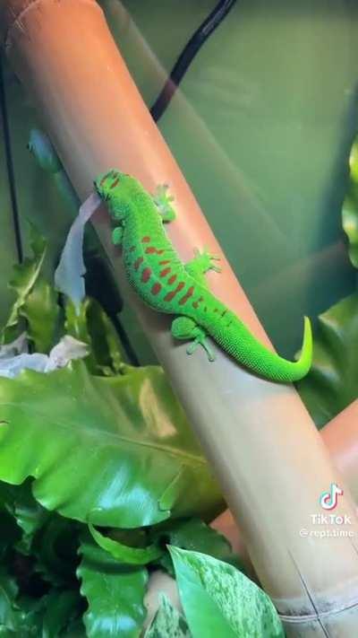 This lizard shedding