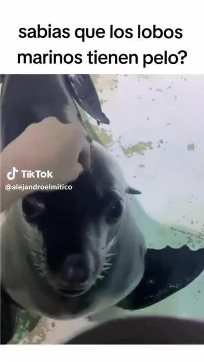 De verdad tenían pelo? 