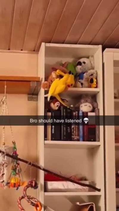 It’s the little birdie scream of regret for me 