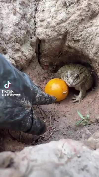 Do. Not. Touch. His. Orange