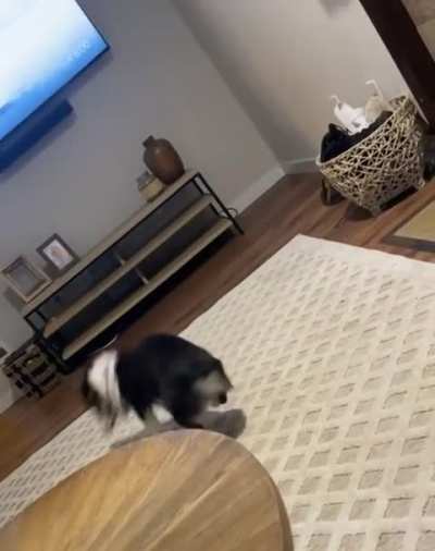 Is this normal Corgi behavior or is mine half bronc?