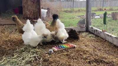 My neighbour got the silkies a xylophone