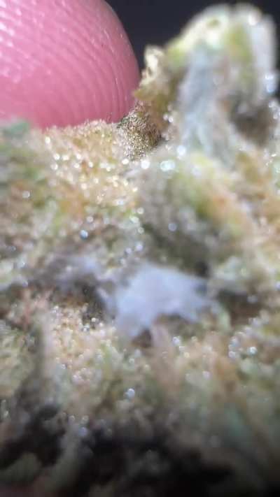 I found this in the Culta Durban Poison strain. Any idea what it is and should I smoke it? Thanks.