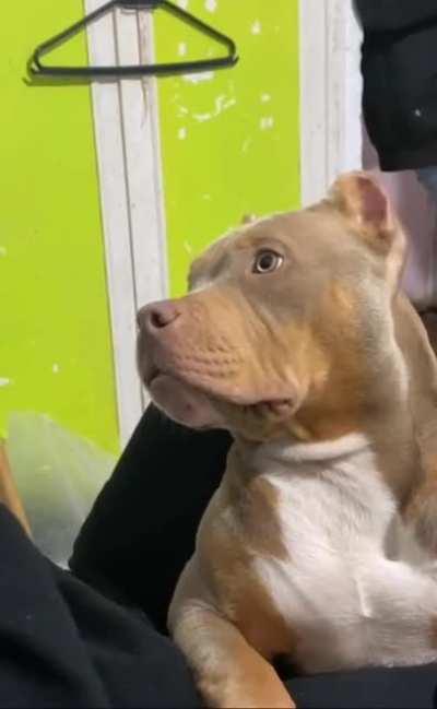 Cuando amenazas al perrhijo...