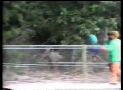 Cassowary attacks farmer