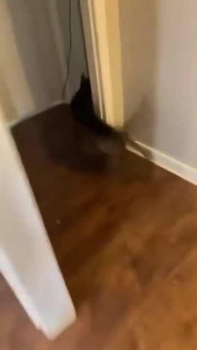 Заведу собаку, будет меня охранять...