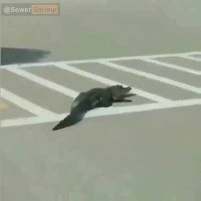 la vida de un cocodrilo en 1 minuto