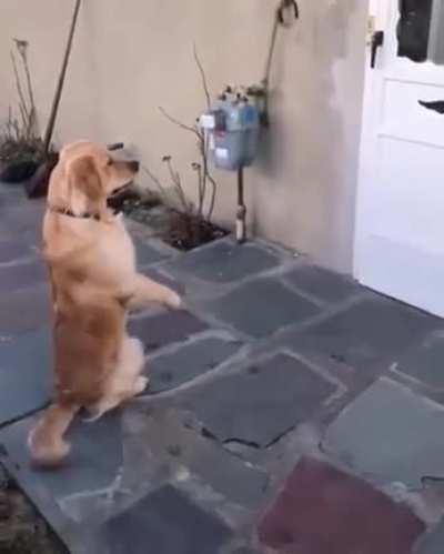 Good boy waiting patiently for their best friend to come out and play