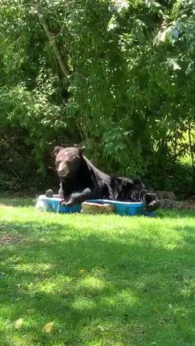 🔥 Black bear spotted relaxing in a yard in Fort Valley, Virginia