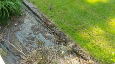 to bring the human a gift