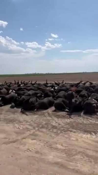Thousands of cows found dead in Kansas