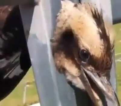 Freeing a stuck bird