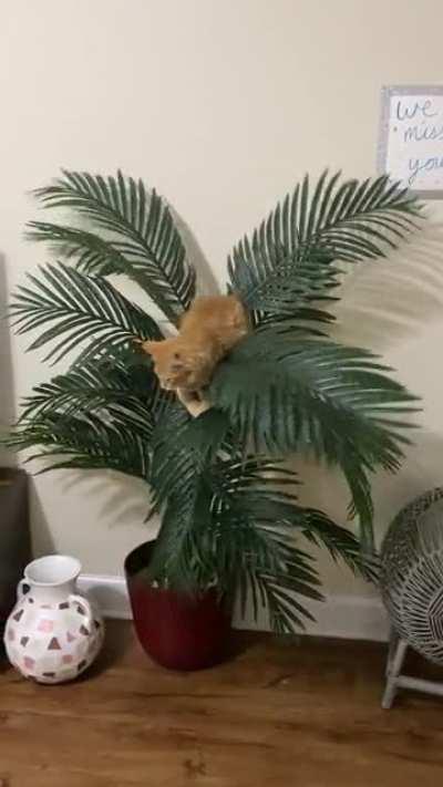 Jungle Cat
