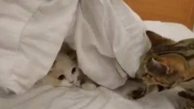 Now you see me, now you don't 🔮🧙‍♂️ Belle is still learning how the magic happens