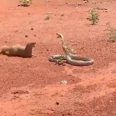 Mongoose and Cobra going at it.