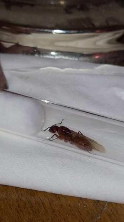 Caught Camponotus Castaneus queen in Houston TX on 06/01 This one has wings still, but I actually saw her and the male mating. They stopped as I approached and he got away. Hopefully he fulfilled his life's purpose! Either way, he went out in style becaus