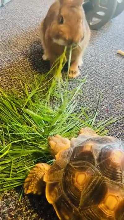 Just some buddies sharing a nice fresh grass snack.