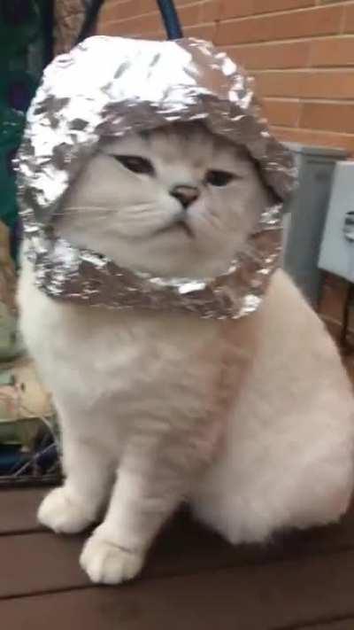 Are you ready Roaring Kitty?