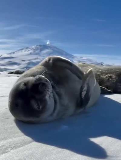 Sweet baby seal )))