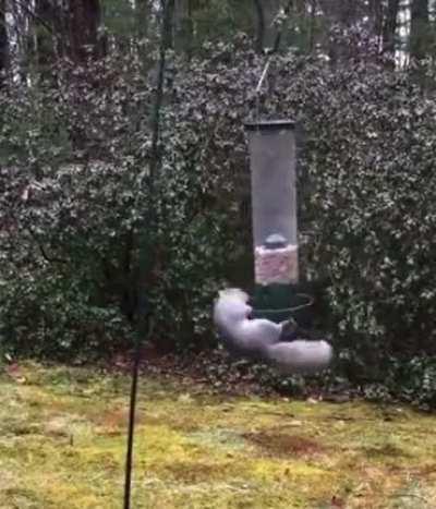 To rob the bird feeder
