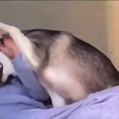 A Hungry Husky loves belly rubs