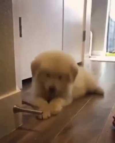 doggo playing with doorstop