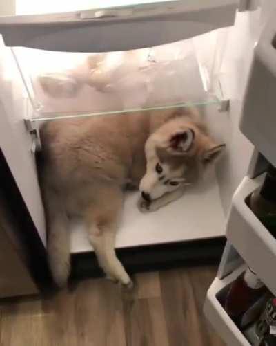 Imma live in your fridge. Deal with it.