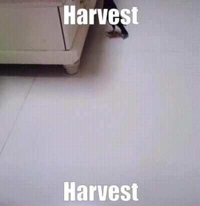 Dr. Shigekiyo Yangu Ornithology Department