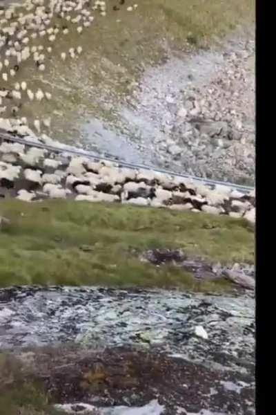 What're those white fluffy running things? Taken from r/wales